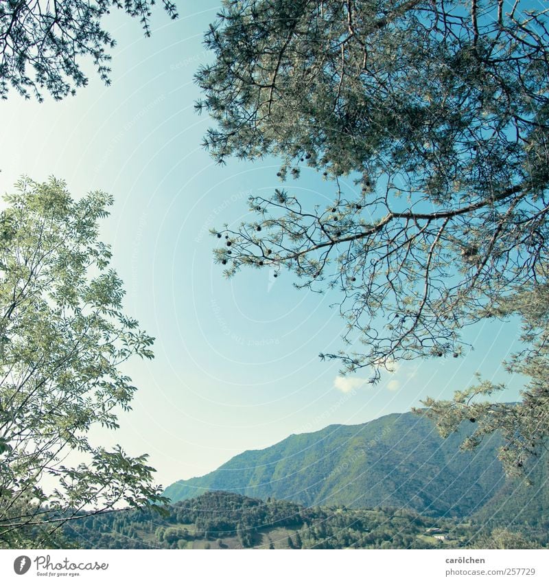 horizon Environment Nature Landscape Forest Hill Blue Green Branchage Sky Sky blue Twig Tree Italy Stone pine Colour photo Exterior shot Deserted Day