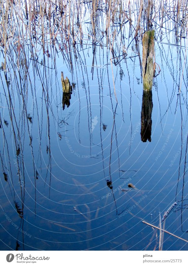 reed Lake Common Reed Winter Water Coast Blue