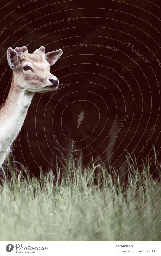 What's coming? Animal Wild animal 1 Brown Green Roe deer Expectation Curiosity Colour photo Subdued colour Exterior shot Deserted Copy Space right