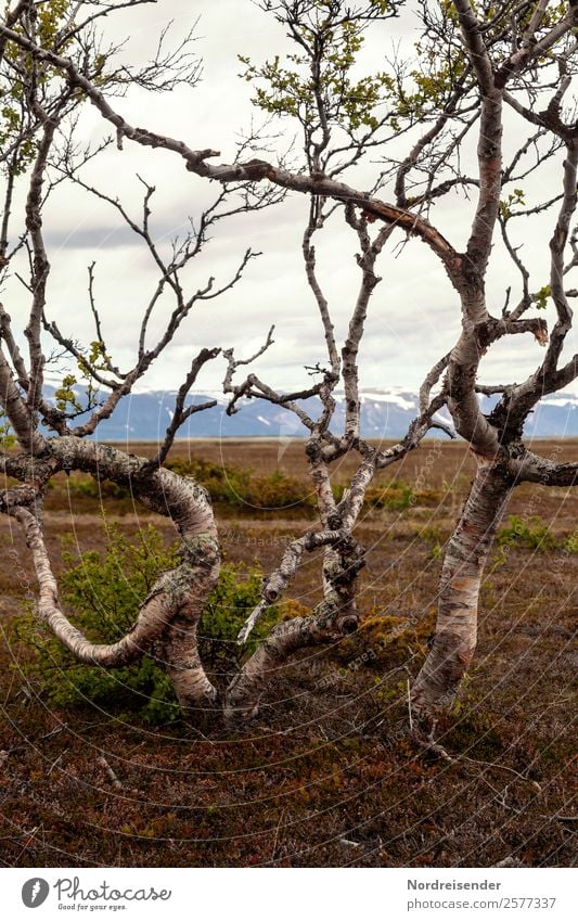 Crossing a border | tree line Hiking Nature Landscape Earth Bad weather Rain Plant Tree Grass Mountain Growth Exceptional Calm Humble Bizarre Uniqueness