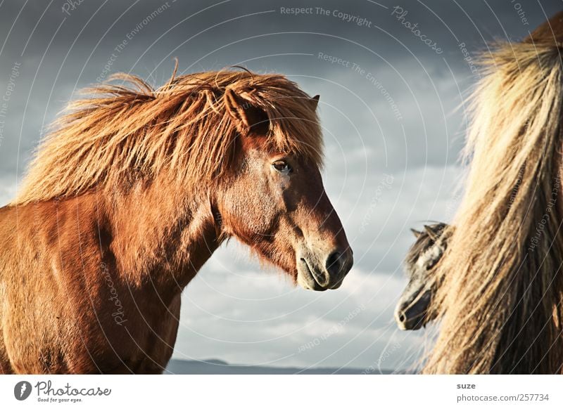 Quiet in the storm Environment Nature Landscape Animal Sky Clouds Wind Pelt Farm animal Wild animal Horse Animal face 3 Herd Stand Wait Esthetic Friendliness