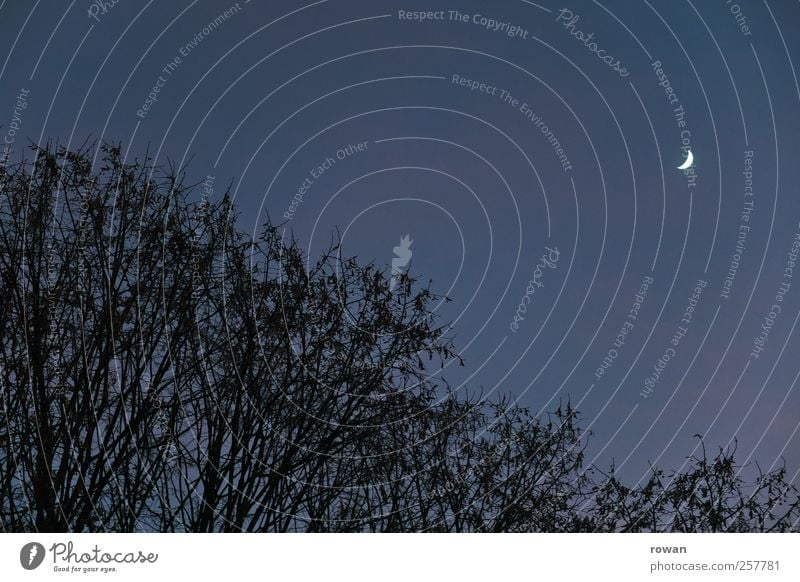 night sky Sky Cloudless sky Night sky Moon Tree Bushes Sleep Dark Blue Crescent moon Colour photo Subdued colour Exterior shot Deserted Copy Space top Evening