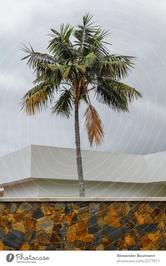 palm tree in front of a modern building with stone wall Vacation & Travel Nature Wall (barrier) Wall (building) Exotic sky architecture landscape urban Modern