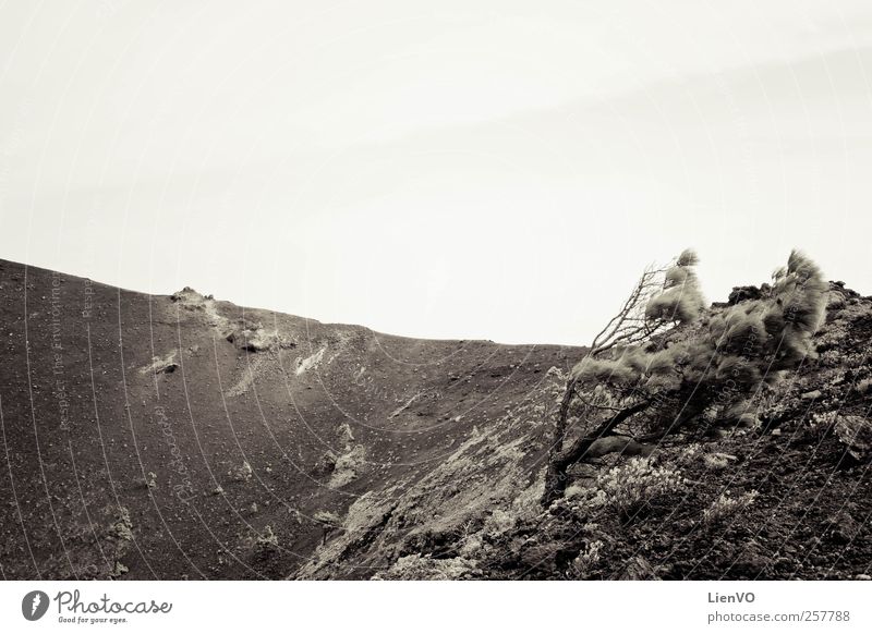 Windswept tree Nature Landscape Sand Weather Storm Drought Tree Mountain Volcano La Palma Deserted Movement Rebellious Strong Black White Virtuous Power