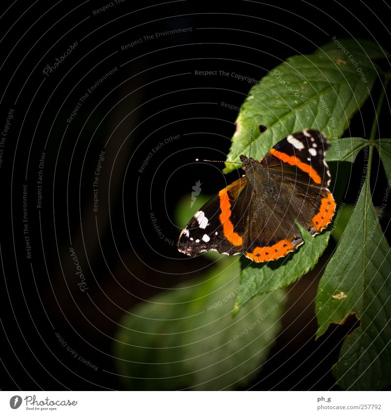 Spotlight on the little ones Plant Animal Summer Beautiful weather Bushes Foliage plant Park Wild animal Butterfly Red admiral 1 Esthetic Simple Elegant