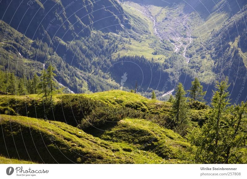 Green Abyss Vacation & Travel Tourism Summer Mountain Environment Nature Landscape Plant Beautiful weather Tree Grass Bushes Moss Hill Rock Alps Hohen Tauern NP