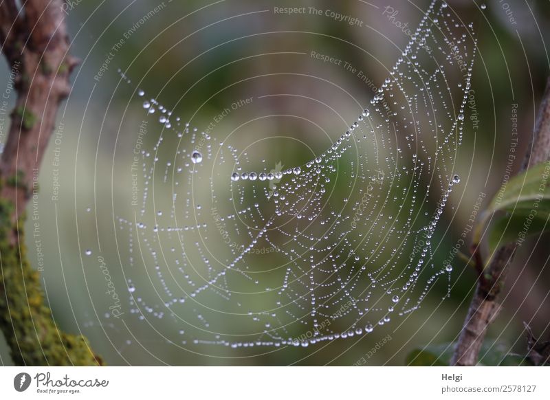 pearl jewelry Environment Nature Drops of water Autumn Fog Plant Wild plant Branch Park Spider's web To hold on Hang Uniqueness Wet Natural Brown Gray Green