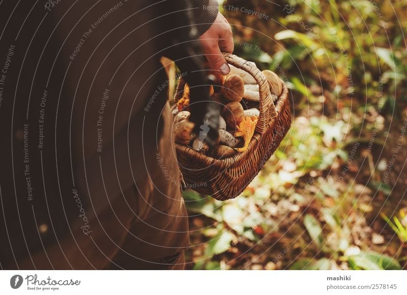 picking wild mushrooms in autumn forest Vegetarian diet Lifestyle Hunting Summer Nature Autumn Leaf Forest Fresh Natural Wild Brown explore Mushroom Seasons