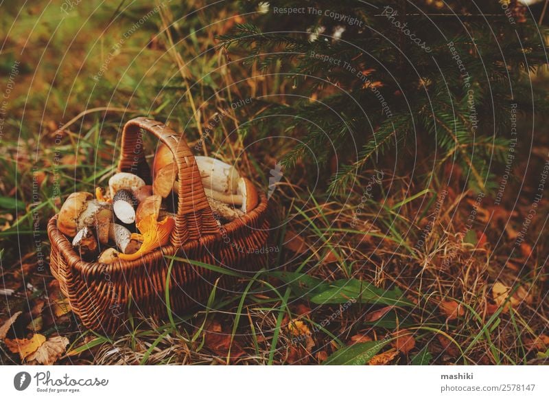 picking wild mushrooms in autumn forest Vegetarian diet Lifestyle Hunting Summer Nature Autumn Leaf Forest Fresh Natural Wild Brown explore food Mushroom