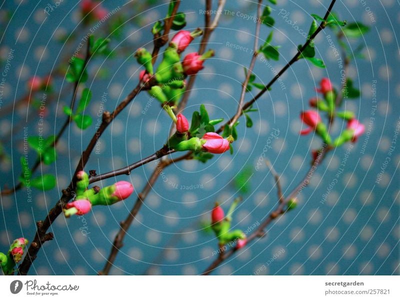 score Plant Spring Blossom Foliage plant Decoration Bouquet Blossoming Fresh Near Blue Green Pink Esthetic Fragrance Quince Quince blossom Quince tree Punctual