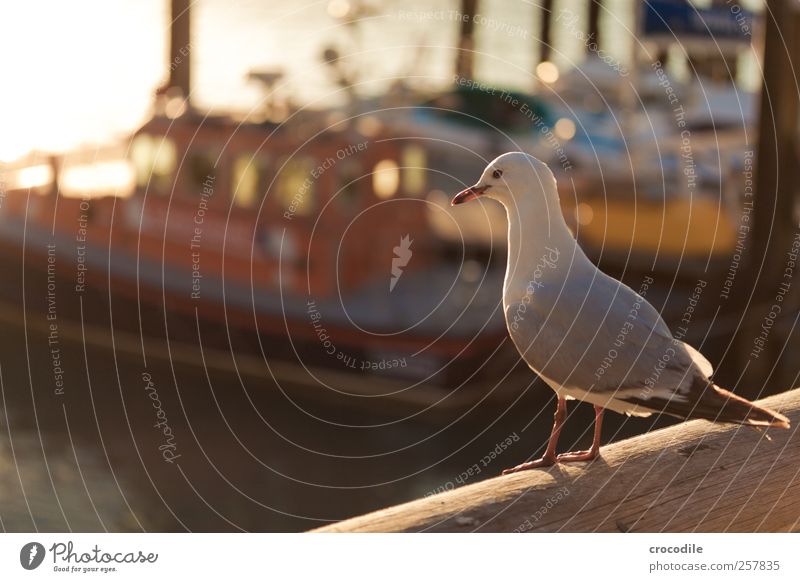 New Zealand 183 Nature Landscape Bay Island Nelson-Picton Passenger ship Fishing boat Animal Wild animal Bird Seagull Observe Esthetic Authentic Happiness