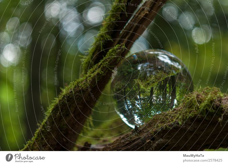 Crystal Ball Nature Landscape Plant Air Spring Summer Autumn Climate Tree Grass Park Field Forest Happiness Euphoria Optimism Success Colour photo Multicoloured