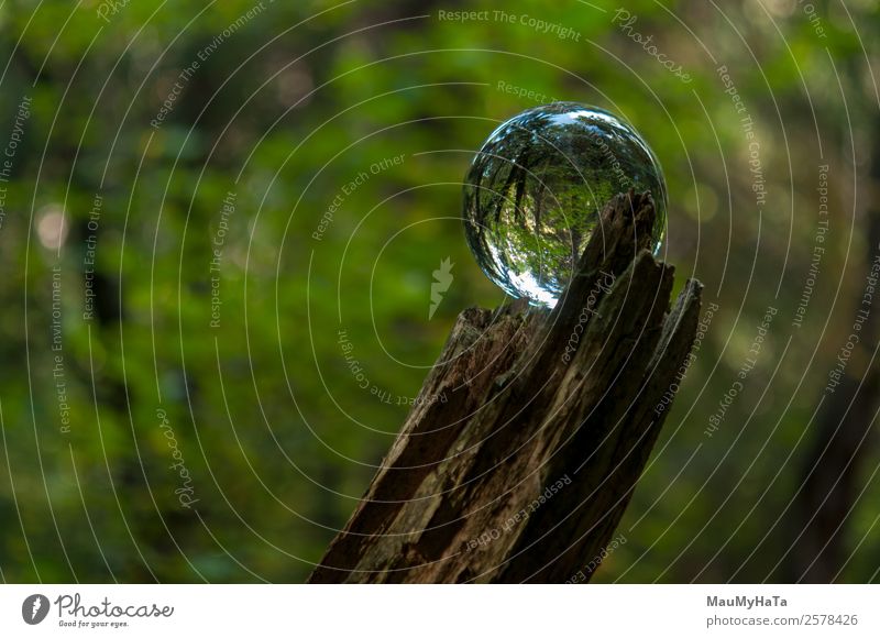 Crystal Ball Nature Landscape Plant Spring Summer Autumn Climate Tree Grass Garden Park Forest Happy Euphoria Cool (slang) Optimism Success Might Determination