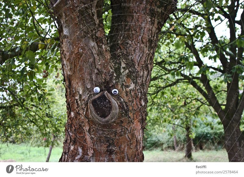 Wood gnome / Wackel 4 Environment Nature Plant Tree Life Eyes To talk Brown Tree bark Playing Exterior shot Looking into the camera