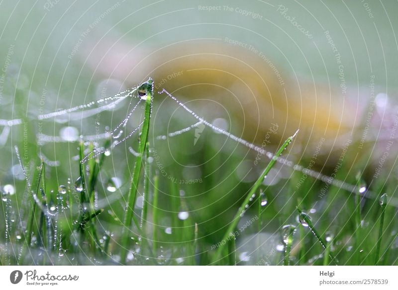 At the silk thread Environment Nature Plant Drops of water Autumn Grass Garden Cobwebby Glittering Hang Stand Authentic Exceptional Uniqueness Cold Small Wet