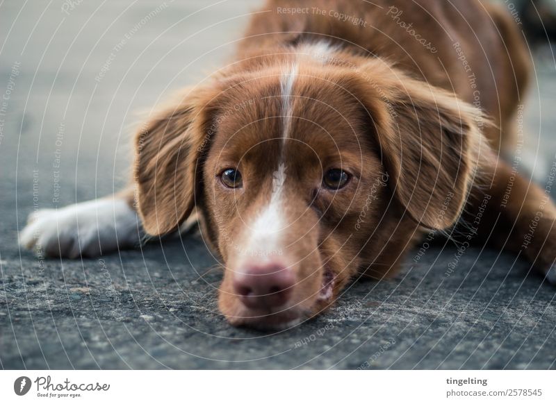 down Nature Animal Pet Dog Animal face Paw 1 Old Observe Wait Authentic Soft Brown Gray Black Emotions Love of animals Obedient Serene Patient Calm Boredom