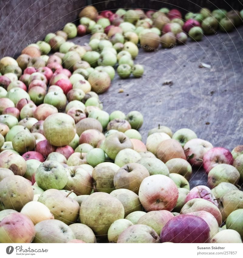 Chamansülz | äbbel Food Fruit Apple Organic produce Vegetarian diet Finger food Contentment Fresh Harvest Trailer Summery Juicy Nature Ecological Exterior shot