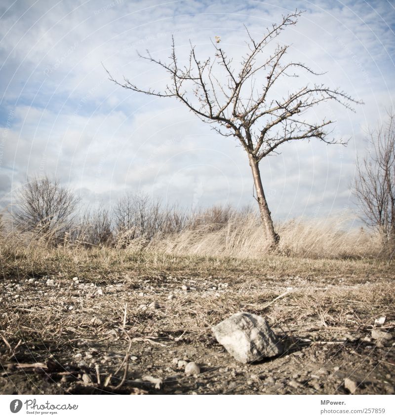 bleak Nature Landscape Plant Animal Sky Clouds Beautiful weather Tree Grass Bushes Fern Cold Gloomy Dry Bleak Stone Stony Autumn Earth Dirty Subdued colour