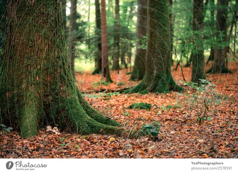 Trees with moss and fallen autumn leaves Environment Nature Autumn Moss Leaf Forest Green Orange Germany September Autumnal colorful deciduous ecosystem Europe