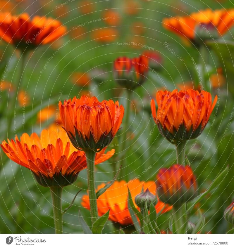 marigolds Environment Nature Plant Summer Flower Leaf Blossom Marigold Blossom leave Bud Garden Blossoming Stand Growth Natural Yellow Green Orange Esthetic