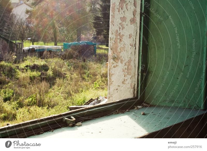 Green corner Nature Garden House (Residential Structure) Wall (barrier) Wall (building) Facade Window Old View from a window Windowsill Window frame Derelict