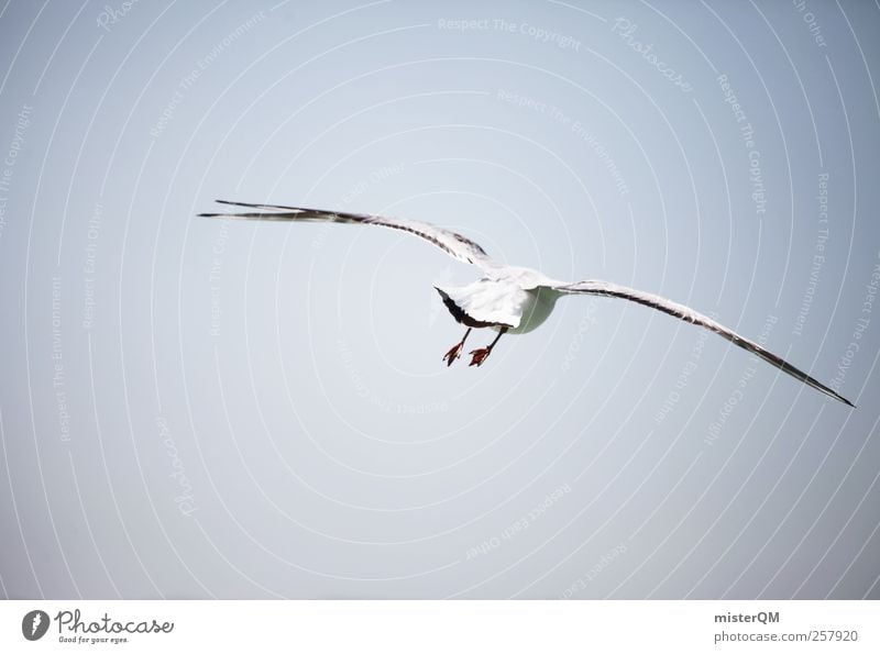 Möwenpic. Animal Esthetic Seagull Gull birds Bird Bird's-eye view Flying Air Coast Far-off places Wing Wanderlust Baltic Sea Colour photo Subdued colour