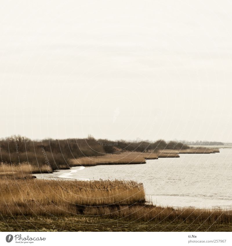 Dike views II Environment Nature Landscape Plant Animal Autumn Winter Bushes Coast Lakeside storage cookie Dithmarschen Schleswig-Holstein Meldorf