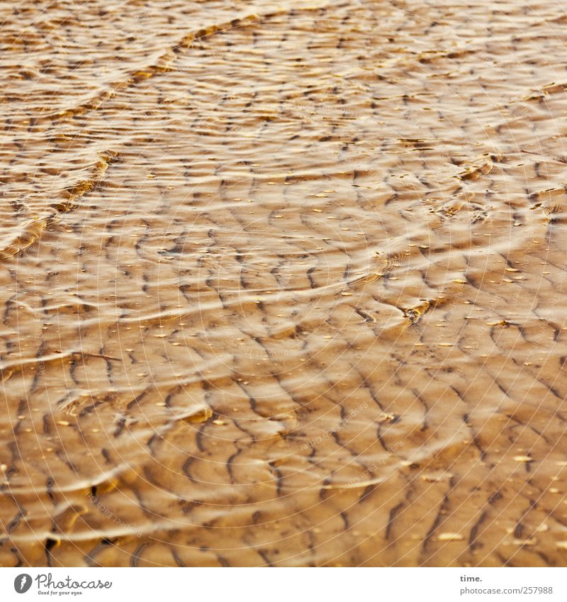 Lifelines #38 Environment Water Waves Coast North Sea Mud flats Contentment Movement Relaxation Calm Transience Colour photo Subdued colour Exterior shot