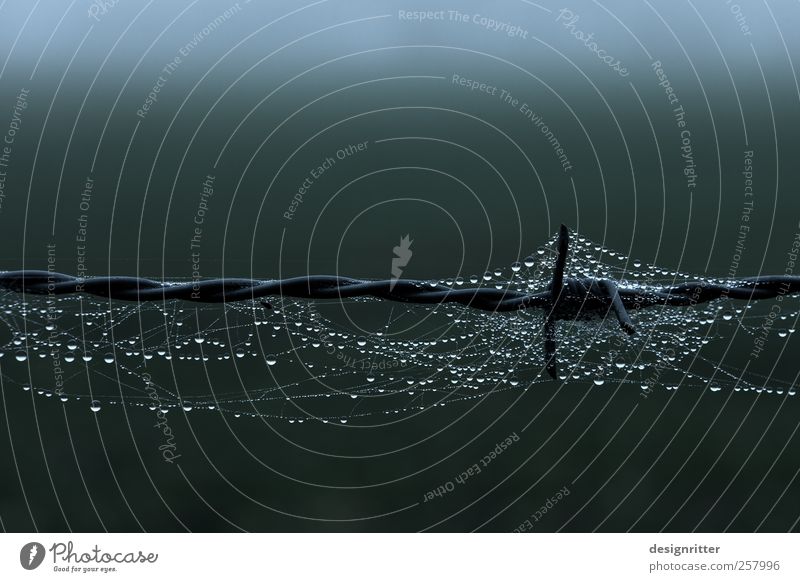 paradox Water Drops of water Fence Barbed wire fence Spider Esthetic Dark Hope Belief Loneliness Respect Mistrust Envy Tight-fisted Avaricious Animosity Dew