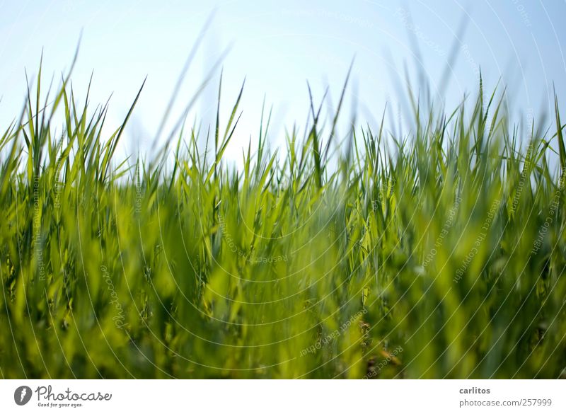 tick's eye view Environment Nature Plant Sky Beautiful weather Grass Garden Park Meadow Growth Blue Green Colour photo Exterior shot Day Sunlight