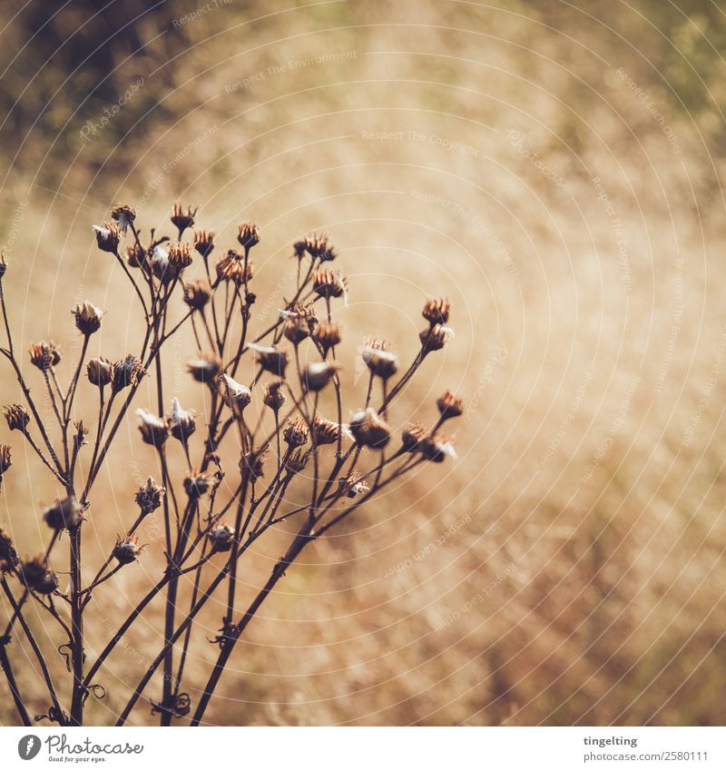 arid Environment Nature Plant Sun Winter Beautiful weather Bushes Wild plant Meadow Touch Blossoming Faded To dry up Near Thorny Dry Yellow Gold Green Orange