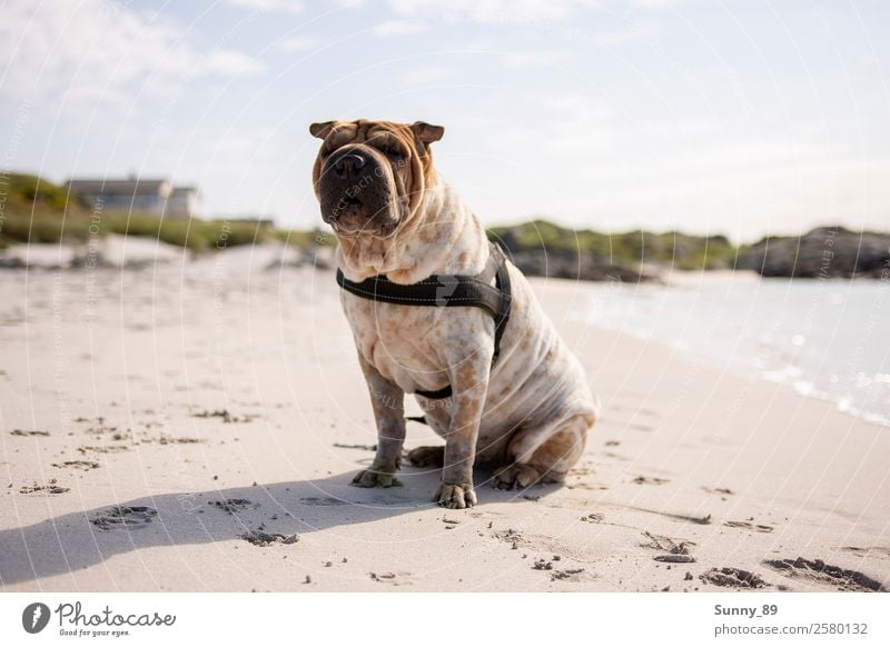 wanderlust Pet Dog 1 Animal Sand Water To enjoy Vacation & Travel Illuminate Romp Colour photo Exterior shot Deserted Day Reflection Sunlight Sunbeam