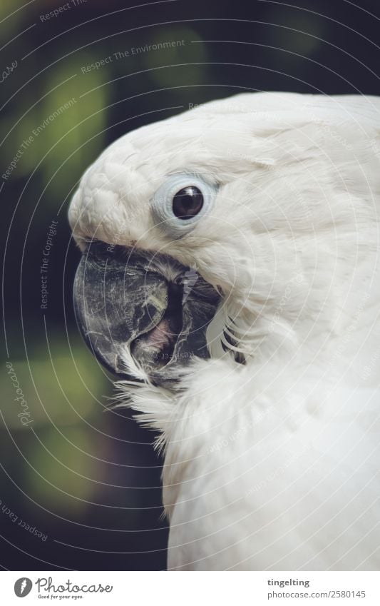 cleans up Animal Pet Wild animal Bird Wing 1 Green White Parrots Cockatoo Beak Tongue Eyes Cleaning Near Peaceful Metal coil Profile Soft parrot Colour photo