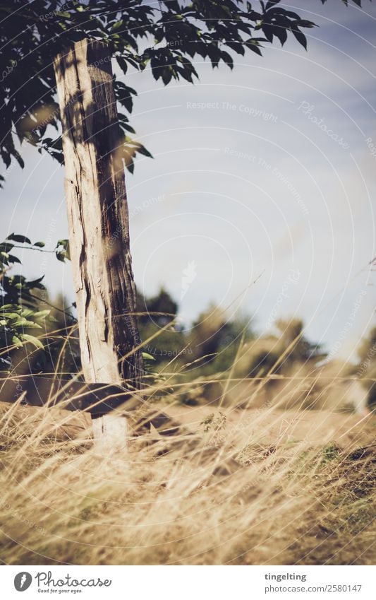 out there with you. Nature Landscape Sky Clouds Horizon Beautiful weather Tree Grass Bushes Field Wood Blue Brown Yellow Gold Emotions Contentment Calm