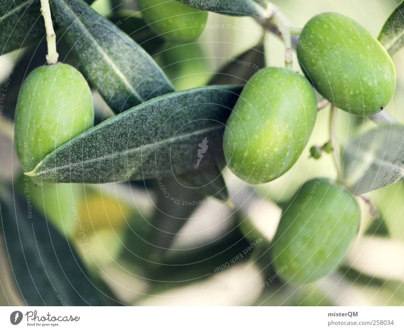 Green gold. Environment Nature Landscape Plant Climate Beautiful weather Esthetic Fresh Growth Harvest Olive Olive oil Olive tree Olive grove Olive leaf