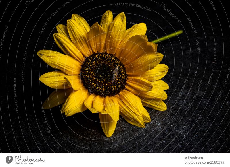 sunflower Feasts & Celebrations Funeral service Rain Plant Flower Blossom Stone Blossoming Illuminate Lie Faded Authentic Dark Fresh Wet Beautiful Yellow Black