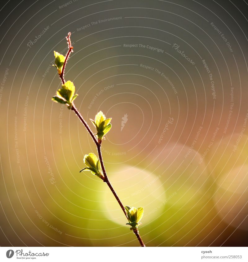 shine Beautiful weather Plant Leaf Foliage plant Garden Park Illuminate Point Point of light Delicate Green Bright Colours Leaf bud Spring Wake up Make green