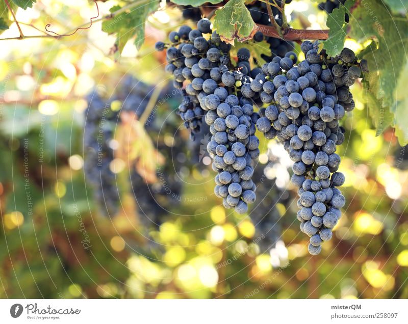 Sun-ripened. Environment Nature Landscape Plant Esthetic Wine To enjoy Debauchery Vine Vineyard Bunch of grapes Grape harvest Wine growing Agriculture Italy