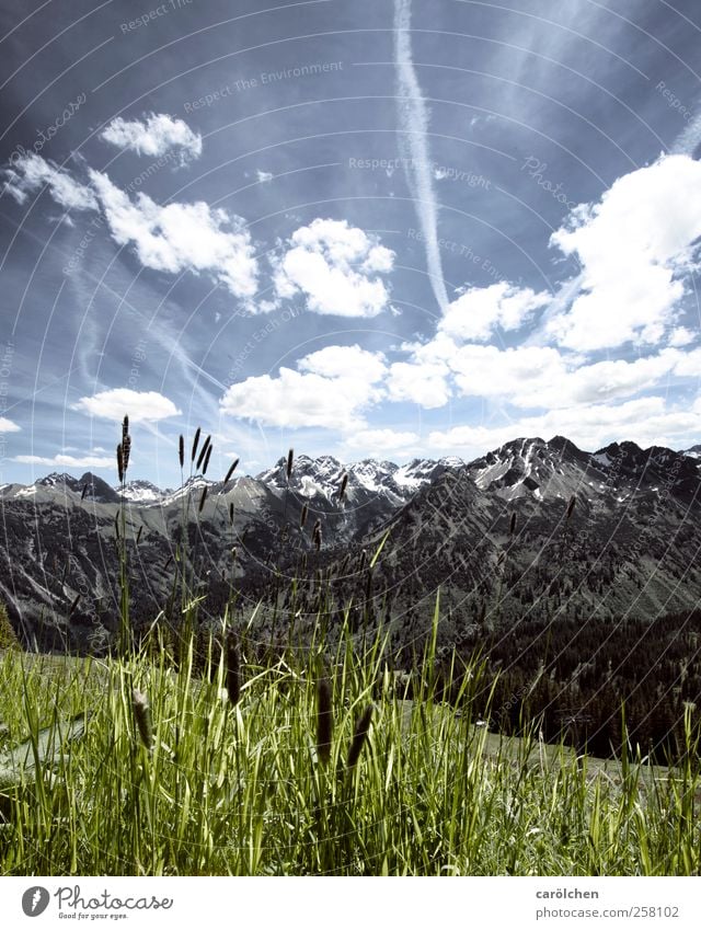 Allgäu Environment Nature Landscape Alps Blue Green Allgäu Alps Oberstdorf fellhorn Grass Mountain Sky Colour photo Subdued colour Exterior shot Deserted