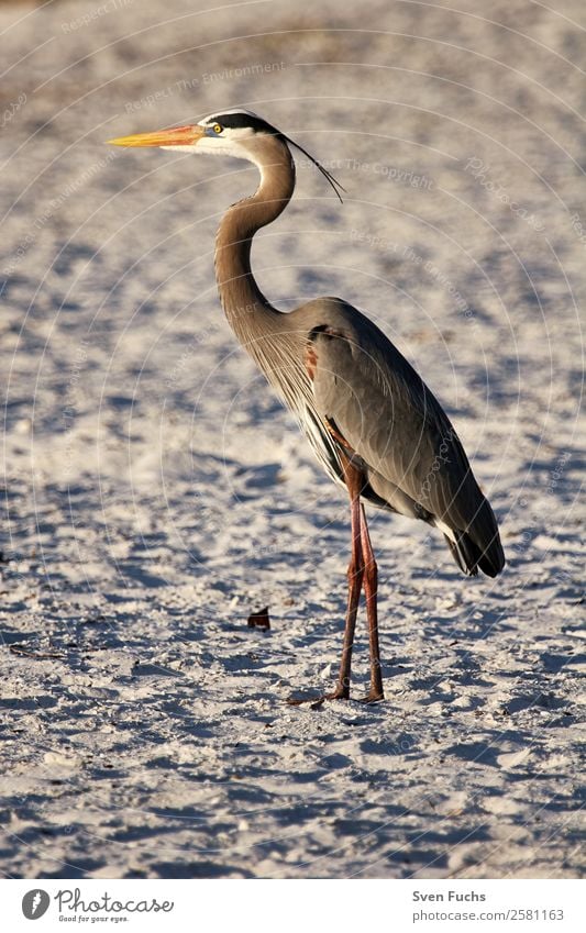 Grey Heron (Ardea cinerea) in the evening light Beach Ocean Nature Animal Wild animal Bird 1 Observe Esthetic Brown Gray Orange Grey heron Florida USA Americas