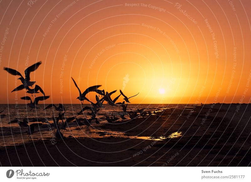 Birds at sunset on the beach Calm Vacation & Travel Summer Sun Beach Ocean Nature Landscape Plant Animal Sand Water Clouds Horizon Sunrise Sunset Flock To feed