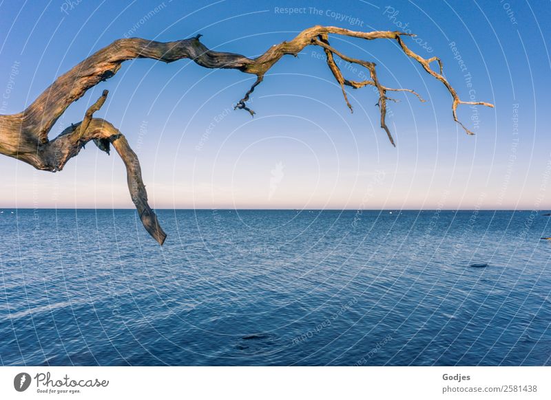 Weathered branch at the water Nature Water Cloudless sky Horizon Winter Beautiful weather Tree Branch Coast Beach Boddenlandscape NP Old Exceptional Historic