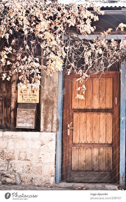 Autumn Environment Plant Leaf Autumn leaves Tendril Autumnal colours Village Outskirts Deserted House (Residential Structure) Building Wall (barrier)