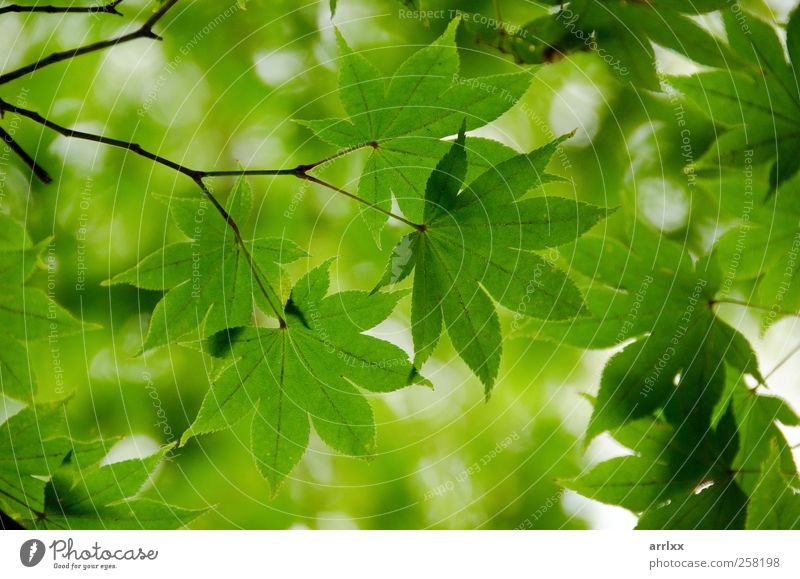 Japanischer Ahorn / Green maple leaves background Beautiful Life Mountain Environment Nature Plant Summer Autumn Climate Leaf Foliage plant Park Simple Fresh