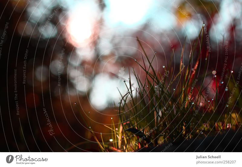 breath of the spheres Plant Drops of water Sun Autumn Beautiful weather Grass Bushes Fresh Glittering Warmth Blue Green Red Purity Esthetic Idyll Colour photo