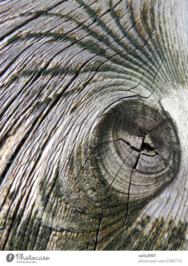 aging signs... Tree Old Dry Senior citizen Wood Wooden board Weathered Knothole Annual ring Furrow Gray Nature Transience Decline Sign of old age