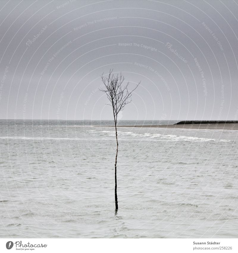 I Tree Stand Sadness Wait Stress Power Climate change Climate summit Survive Ocean North Sea North Sea beach Waves Spiekeroog Struggle for survival