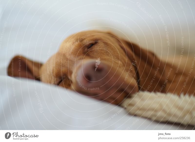 sleeping dog Animal Pet Dog 1 Emotions Calm Sleep Colour photo Interior shot Deserted Neutral Background Light Shallow depth of field Animal portrait Looking