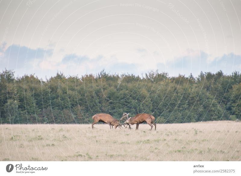 Red deer, Cervus elaphus, males fighting Expedition Nature Landscape Animal Autumn Forest Wild animal 2 Natural Emotions Wanderlust Adventure Aggression