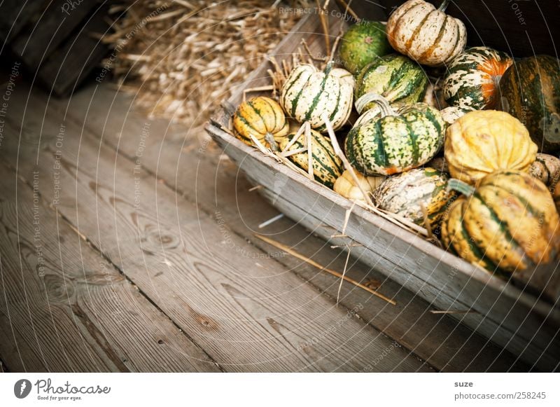 pumpkinners Food Vegetable Organic produce Vegetarian diet Decoration Feasts & Celebrations Hallowe'en Autumn Small Natural Cute Round Yellow Pumpkin Basket